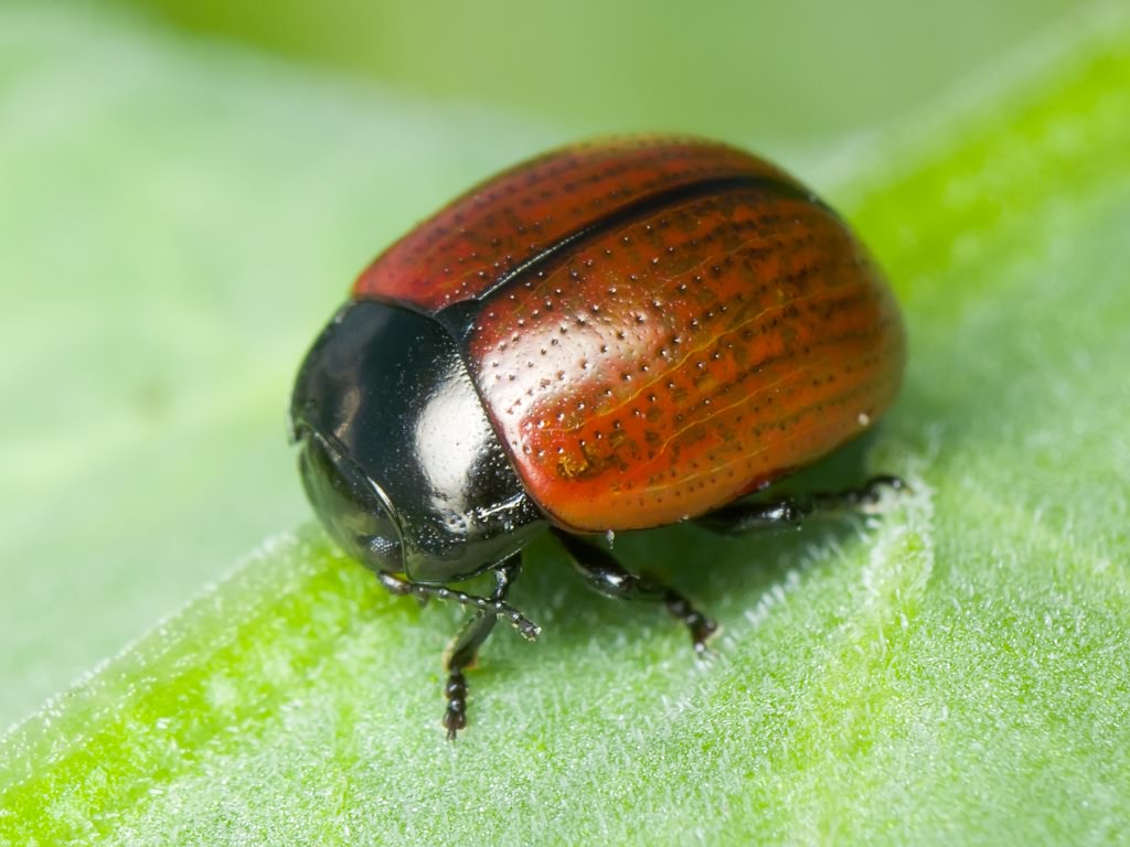 Chrysolina reitteri (Weise, 1884)